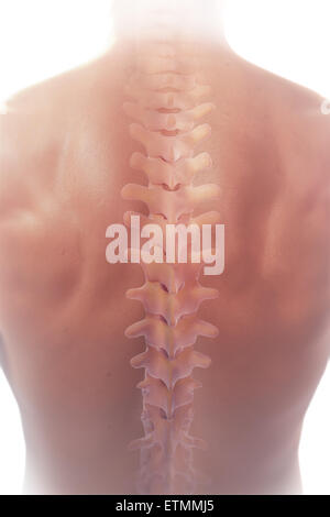 Illustration showing the spine within the back. Stock Photo