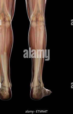 Illustration of the musculature and skeletal structure of the lower legs, visible through skin. Stock Photo