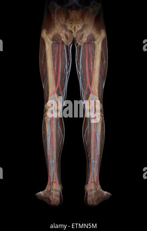 Illustration of the blood supply and skeletal structure of the legs, visible through skin. Stock Photo
