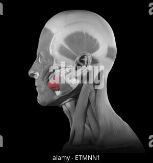 Conceptual image of the muscles of the face with the buccinator muscles highlighted. Stock Photo