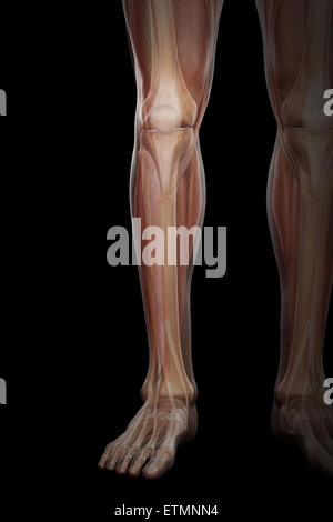 Illustration of the musculature and skeletal structure of the lower legs, visible through skin. Stock Photo