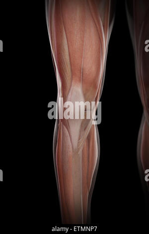 Illustration of the musculature and skeletal structure of the lower legs, visible through skin. Stock Photo