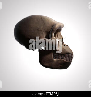 Illustration of a Homo Habilis skull. Homo Habilis is an extinct genus ...