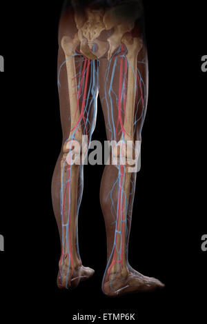 Illustration of the blood supply and skeletal structure of the legs, visible through skin. Stock Photo