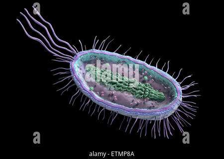 Cross section illustration of a bacteria, showing the inner structure. Stock Photo