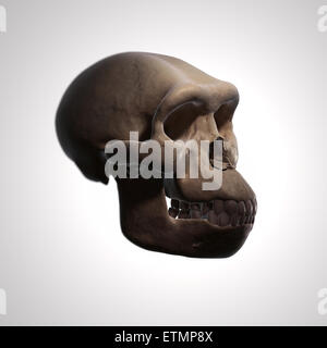 Illustration Of A Homo Habilis Skull. Homo Habilis Is An Extinct Genus ...