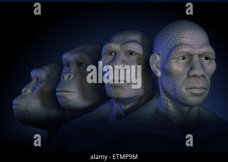 Conceptual image showing four stages of human evolution; Australopithecus, Homo Habilis, Homo Erectus and Homo Sapiens. Stock Photo