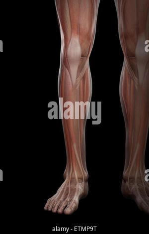 Illustration of the musculature and skeletal structure of the lower legs, visible through skin. Stock Photo