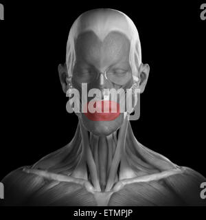 Orbicularis oris muscle illustration Stock Photo Alamy