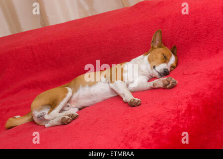 Cute basenji dog sleeping on a sofa Stock Photo - Alamy