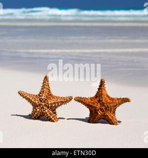 Two starfishes on caribbean sandy beach, travel concept Stock Photo