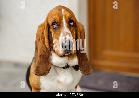 Portrait of a basset hound dog Stock Photo