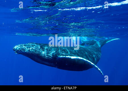 Underwater shot of a humpback whale, Tahiti, French Polynesia Stock Photo