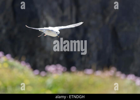 Fulmar - Fulmarus glacialis. Flying along cliff top, thrift in foreground blur. Stock Photo