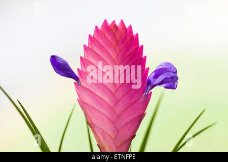 'Pink Quill' bromeliad 'house plant' in flower, [Tillandsia cyanea], 'close up' detail Stock Photo