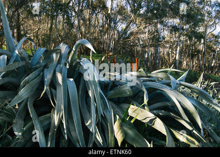 Aloe arborescens on the hills of Adelaide, SA, Australia, Stock Photo