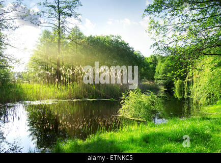 Dry reeds on river in sunny morning Stock Photo