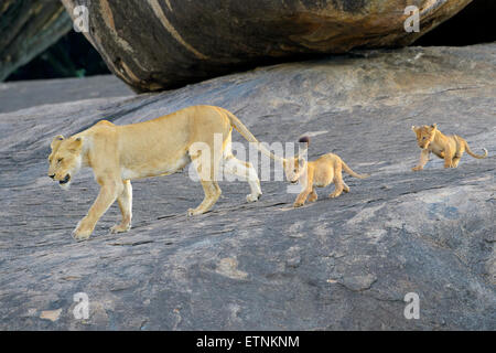 Lioness (Panthera leo) walking on a koppie with two cubs following, Serengeti national park, Tanzania. Stock Photo