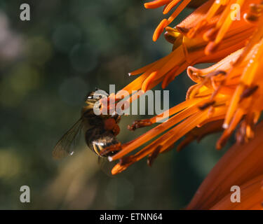 Bee on a flower Aloe arborescens, Adelaide, Australia, SA, Stock Photo