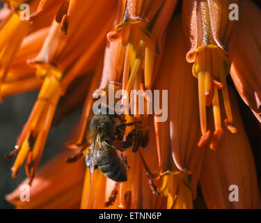 Bee on a flower Aloe arborescens, Adelaide, Australia, SA, Stock Photo
