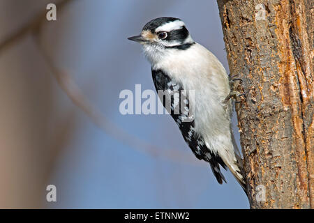Downy Woodpecker Perched on Tree Stock Photo