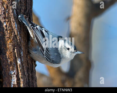 White-breasted Nuthatch Scaling Tree Stock Photo