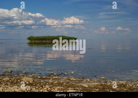 reed island, lake Peipsi/Peipus, Estonia Stock Photo