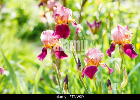 tall bearded iris flowers on lawn in summer Stock Photo