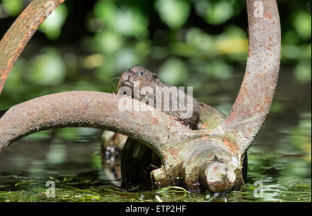 Water vole (Arvicola terrestris) exploring an old pump-house wheel dumped in mid-stream Stock Photo