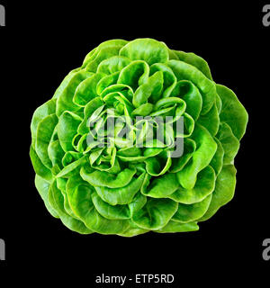 Batavia lettuce isolated over a black background. Stock Photo