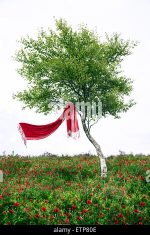 a red scarf hanging in a tree, is blowing in the wind Stock Photo