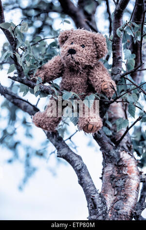 a teddy bear is hanging in a tree Stock Photo