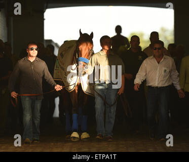 Lexington, KY, USA. 13th June, 2015. Triple Crown winner American Pharoah in the paddock. © csm/Alamy Live News Stock Photo