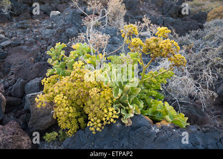 Astydamia latifolia (lechuga de mar, sea lettuce, servilleta) flowering in March at Costa del Silencio, Tenerife, Canary Islands Stock Photo