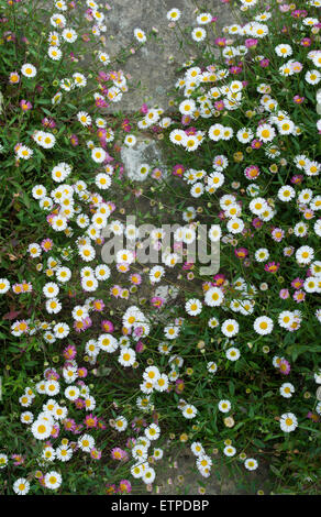 Erigeron karvinskianus. Fleabane Daisy flowers in RHS Wisley Gardens, Surrey, UK Stock Photo