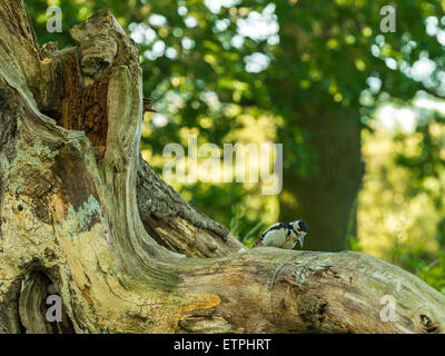 British Wildlife, Great Spotted Woodpecker foraging in natural woodland setting. Stock Photo