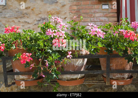 europe, italy, tuscany, casal di pari, flowers Stock Photo