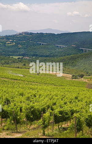 europe, italy, tuscany, casal di pari area, vineyards Stock Photo