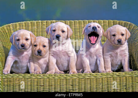Five Labrador Retriever puppies, eight weeks old posing in wicker chair Stock Photo