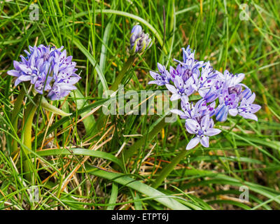 Close up view of Spring Squill, scilla verna, growing on Worm's Head on the Gower Peninsula, Wales Stock Photo