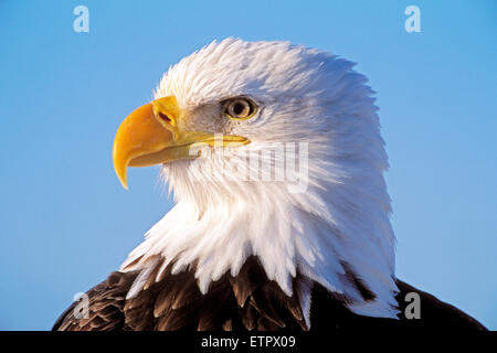 Head of mature Bald Eagle portrait closeup ( Haliaeetus leucocephalus  ) Stock Photo