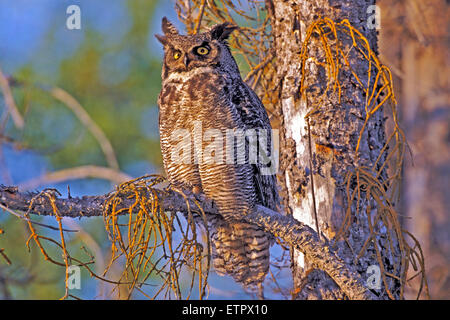 Great Horned Owl , Bubo virginianus, sitting in dead spruce tree Stock Photo