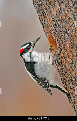 Hairy Woodpecker, female at nest hole of pine tree, ( Picoides villosus ), Stock Photo