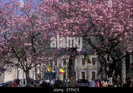 BEL, Belgium, Eastbelgium, Malmedy, flowering trees in front of the abbey.  BEL, Belgien, Ostbelgien, Malmedy, bluehende Baeume  Stock Photo