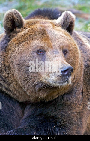 European Brown Bear lying,portrait