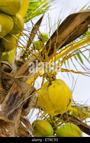 Clusters of fresh orange coconuts close-up hanging on palm tree Stock Photo