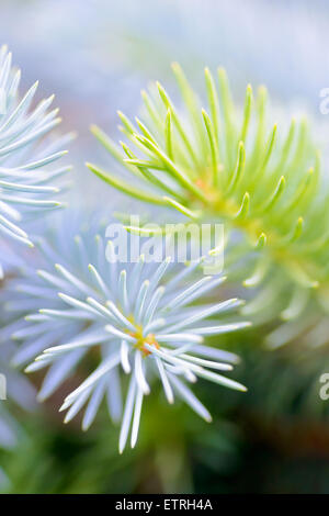 Blue Fir Tree Branches Close-up. Nature Background Stock Photo - Alamy