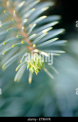 Trees and plants: tip of the fir tree branch, close-up shot, selective focus, intentional artistic blur Stock Photo