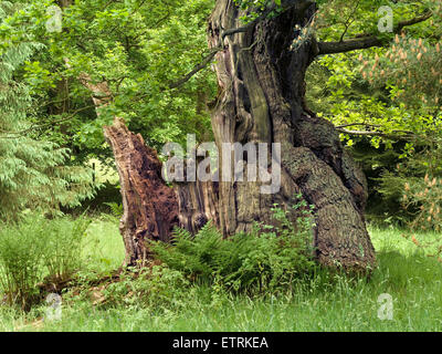 Old broken English Oak tree trunk in wood, Derbyshire, England, UK. Stock Photo