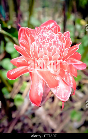 Tropical red flower torch ginger Stock Photo